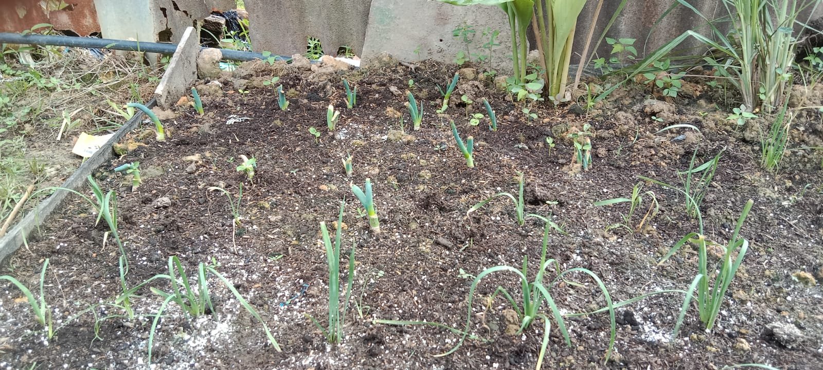 Kebun Sayur