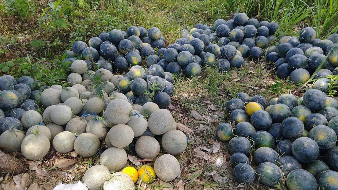Kebun Buah